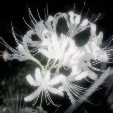 Profile image of 사일론