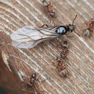 Profile image of 여왕개미