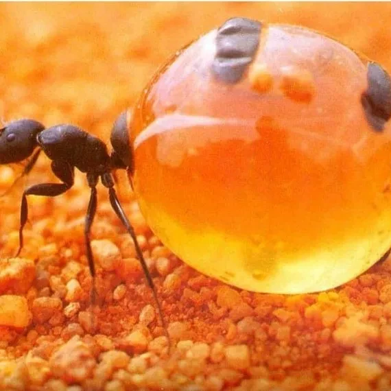 꿀단지개미