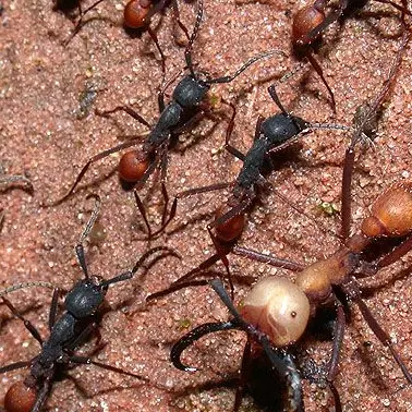 Profile image of 병장개미