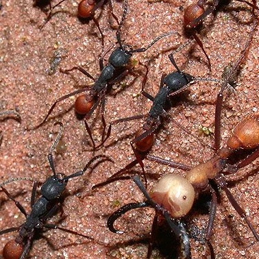 병장개미