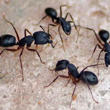 Profile image of 일개미