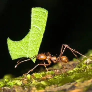 Profile image of 일꾼개미