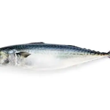 Profile image of サバ子