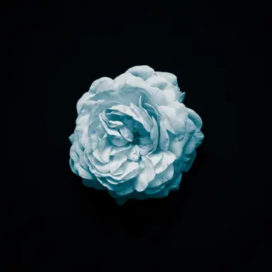 Profile image of Ren