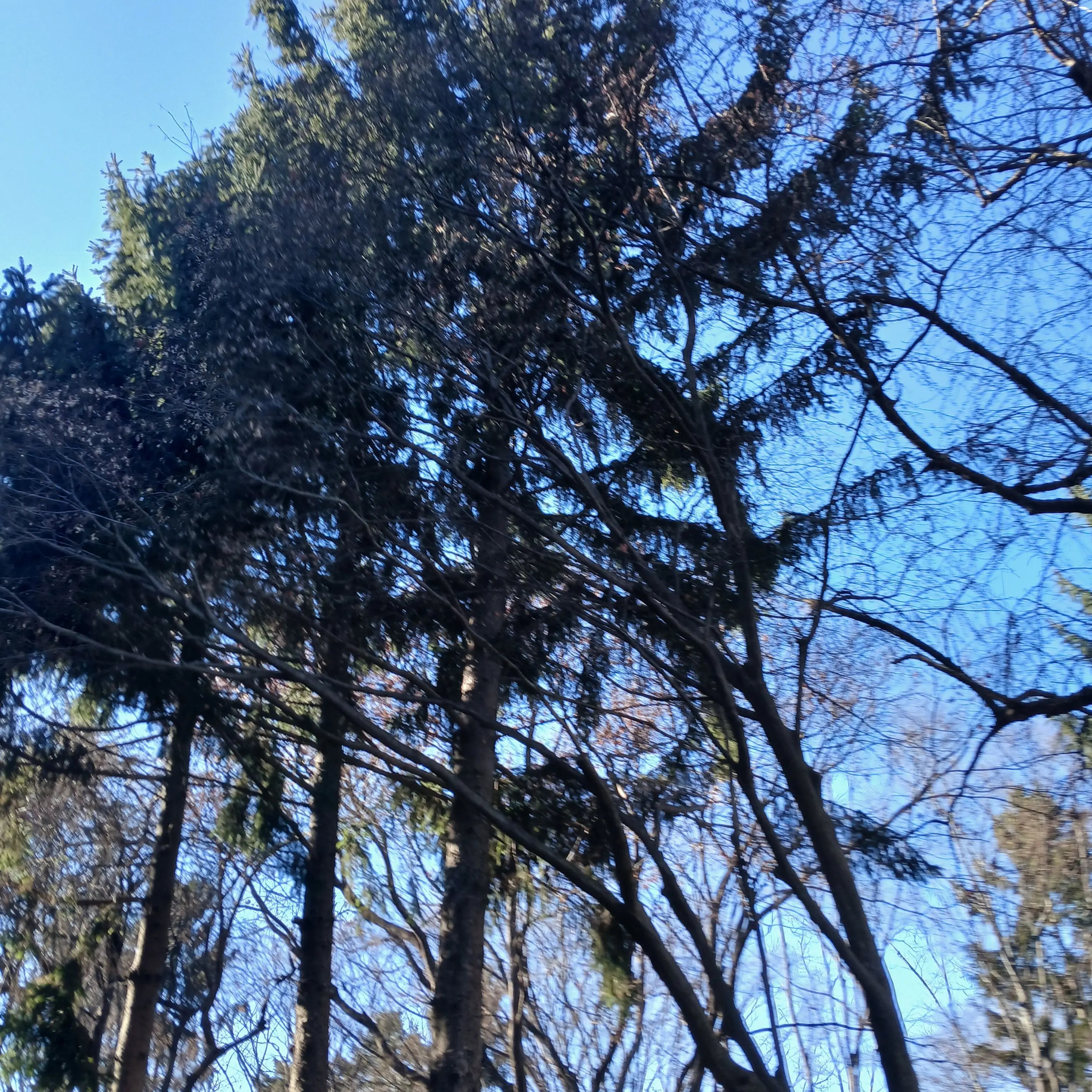 K1015의 남자 버튜버들2