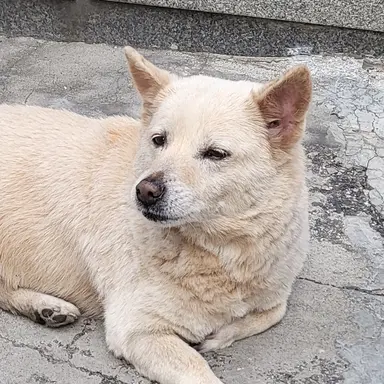Profile image of 진호개