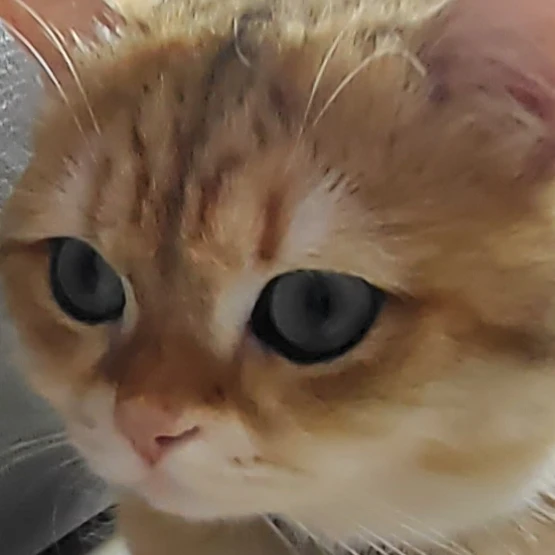 쿠키