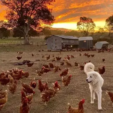 Profile image of Stray Dogs