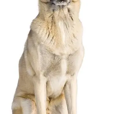 Cowgirl9863의 Be a dog