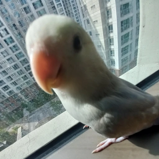 베리