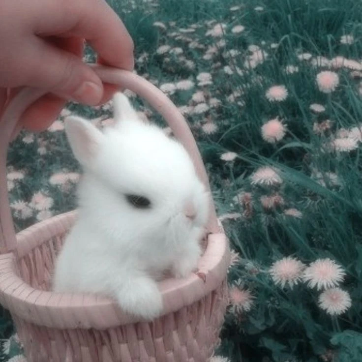 じょんはに