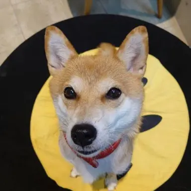 Profile image of 阿部亮平