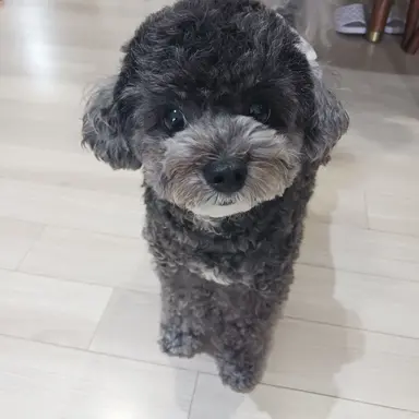 Profile image of 유메하라 치요