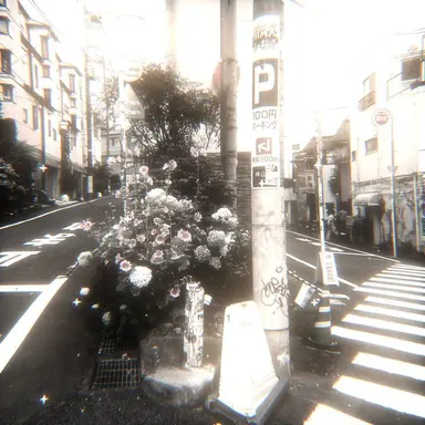 Profile image of Greene Coral