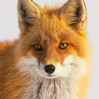 Profile image of 이츠와리노 츠키네