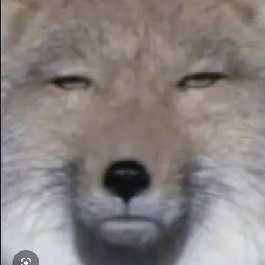 Profile image of 여우