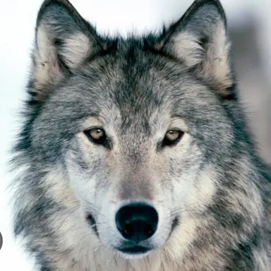 Profile image of 늑대