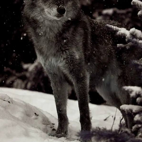 wholedayproject0623의 늑대인간 알디원