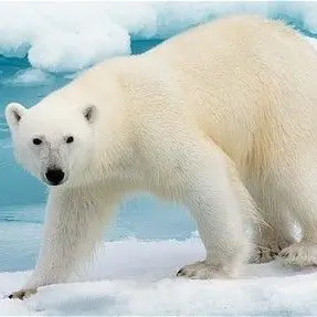 Profile image of Polar Bear