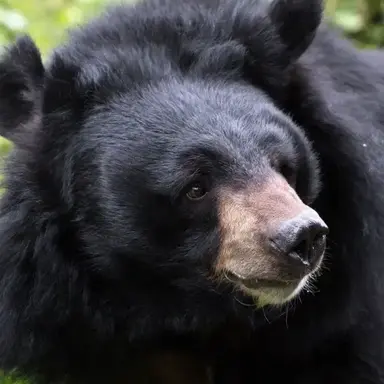 Profile image of Black Bear