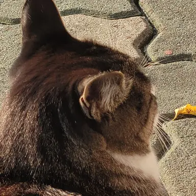 Profile image of 유우시