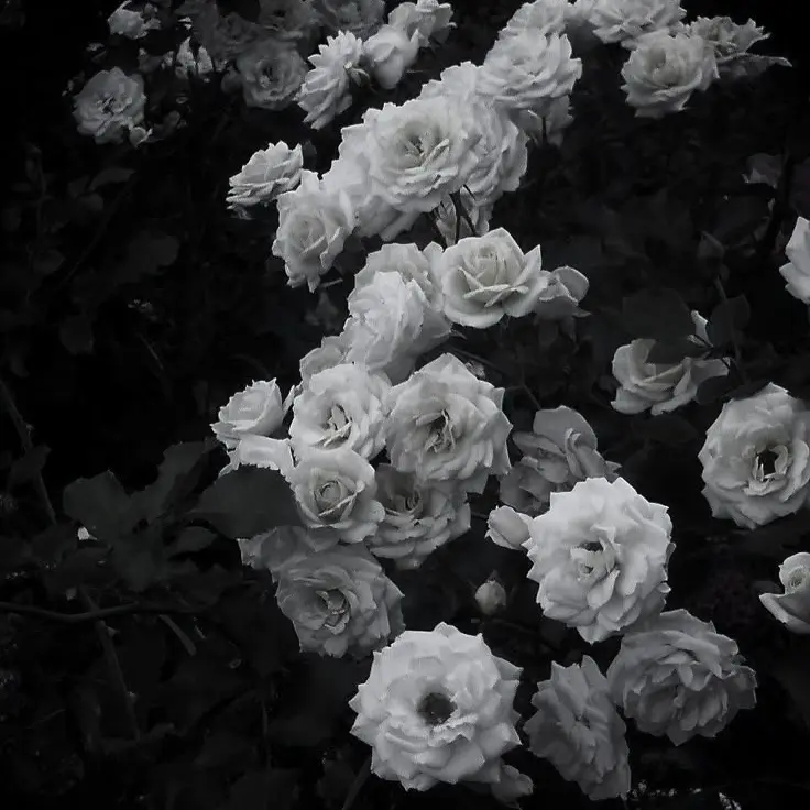How_tragic_my_dearest_friend의 만물의 기원