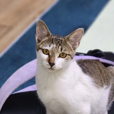 Profile image of 콩이