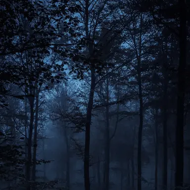 Profile image of 달빛이 내리는 숲