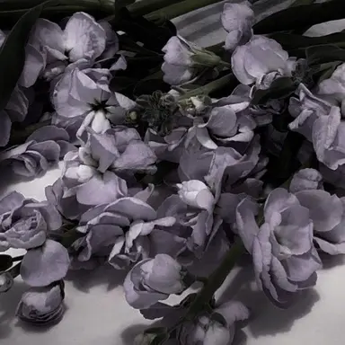 Profile image of 호시나 소우이치로