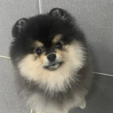 Profile image of 몰리