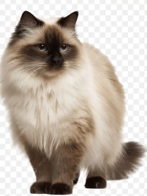 BlackBox8468의 수인들 × (여우추가......)