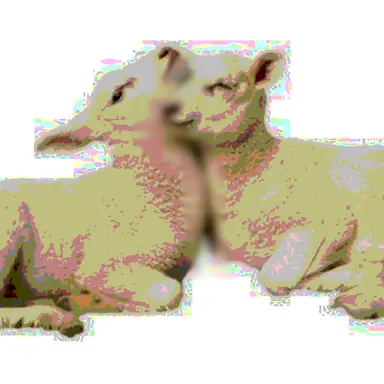 Profile image of sheeps.