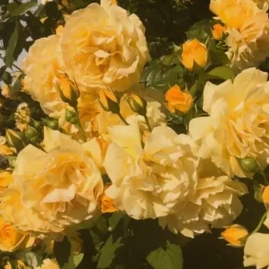 Profile image of 김일영