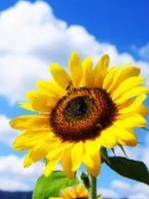 ClearFluff7259의 뜰팁 밴드부