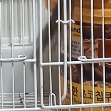 Profile image of 로맨스