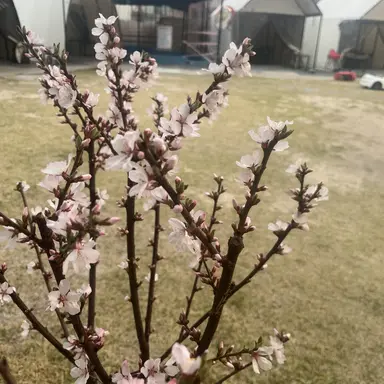 Profile image of 소라