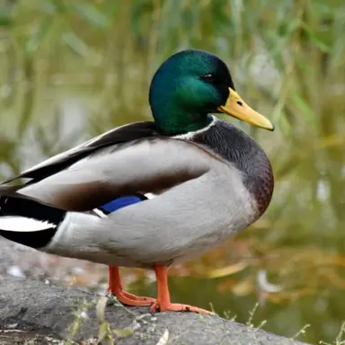 Profile image of クワワ
