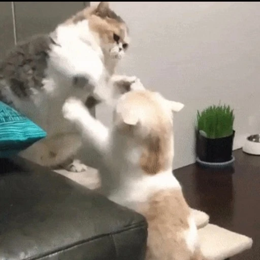 태혁빵똥