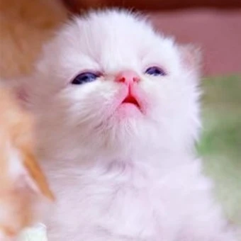 김지아