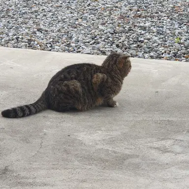 Profile image of 지코