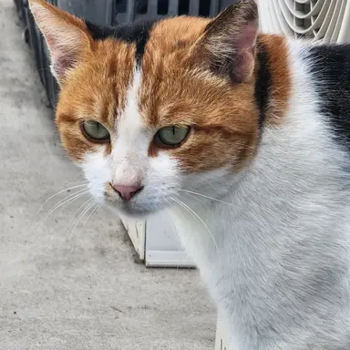 Profile image of 요아