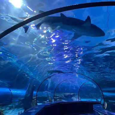 Profile image of 水族館
