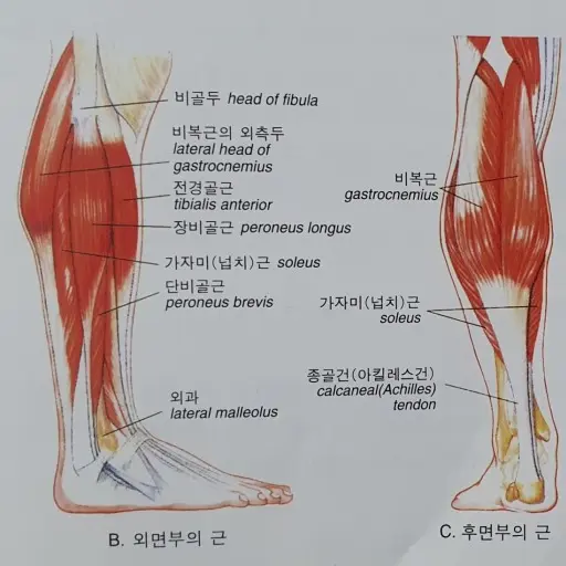 jokoyo의 오른쪽 다리