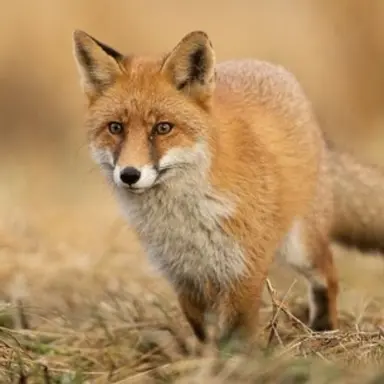 Profile image of 여우