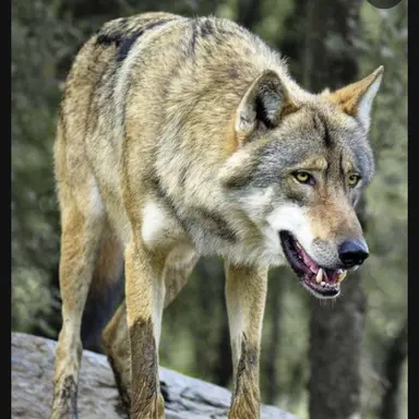 Profile image of 늑대