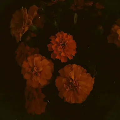Profile image of 덕개