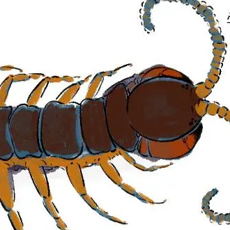 Profile image of ムカデ