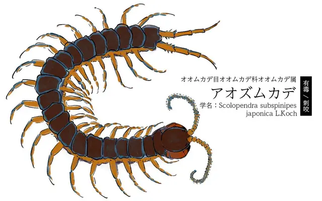 Profile image of ムカデ