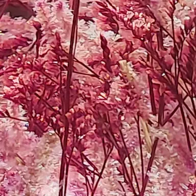 Profile image of 조사병단